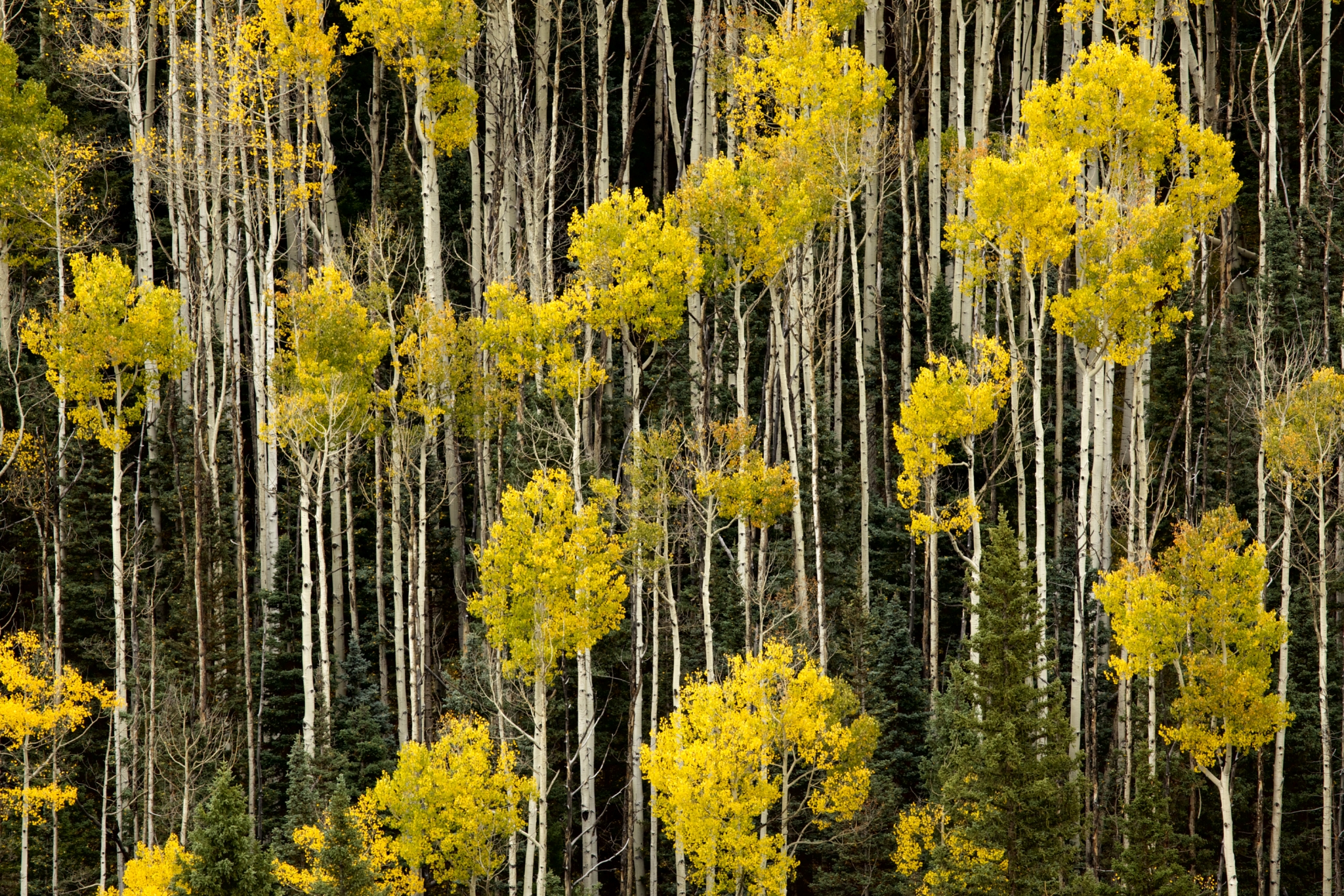 A forest of tall yellow birch trees