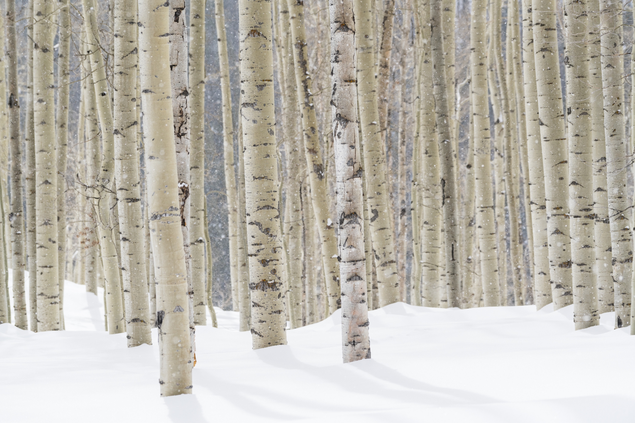 A forest of birch trees in the white snow